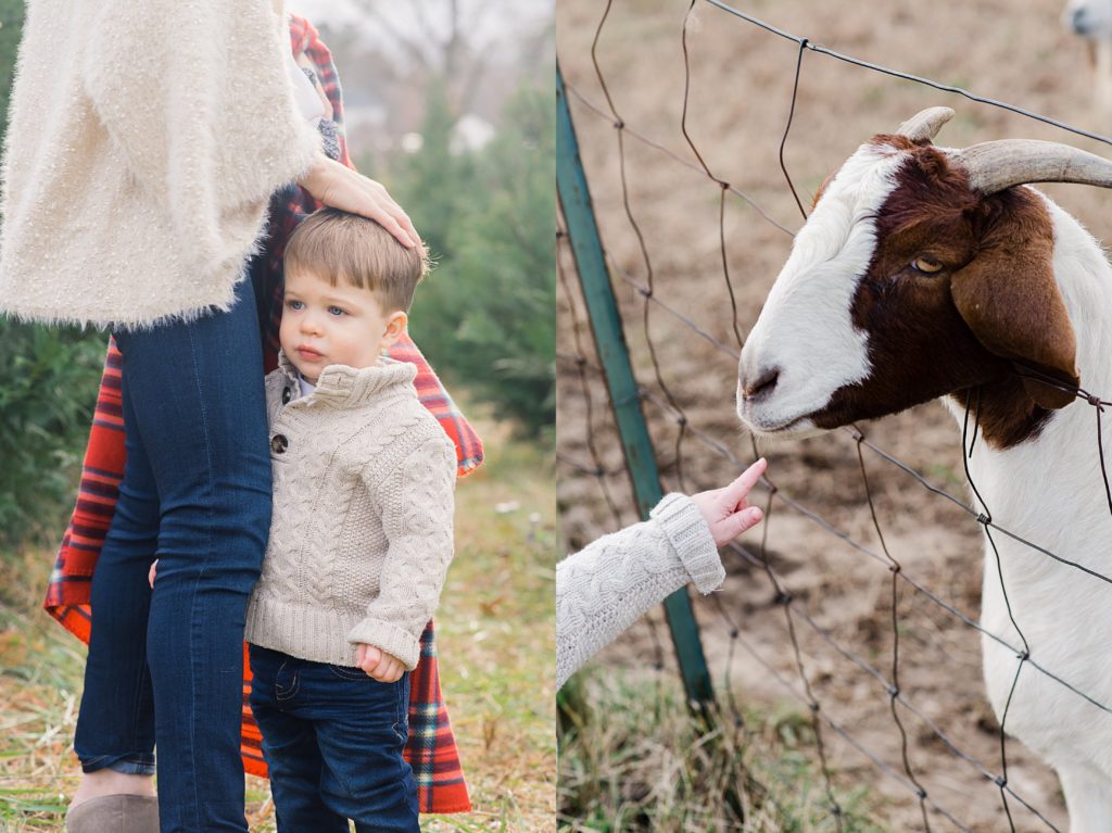 little boy petting goat at holiday tree farm