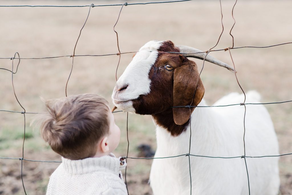 little boy petting goat at holiday tree farm