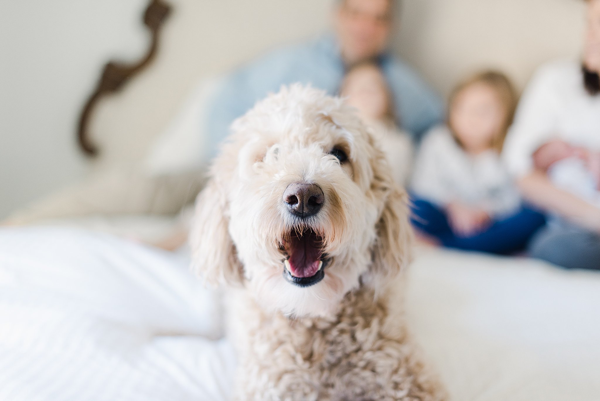 goldendoodle and family
