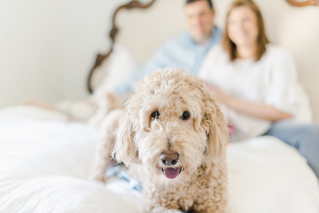 goldendoodle on bed with family