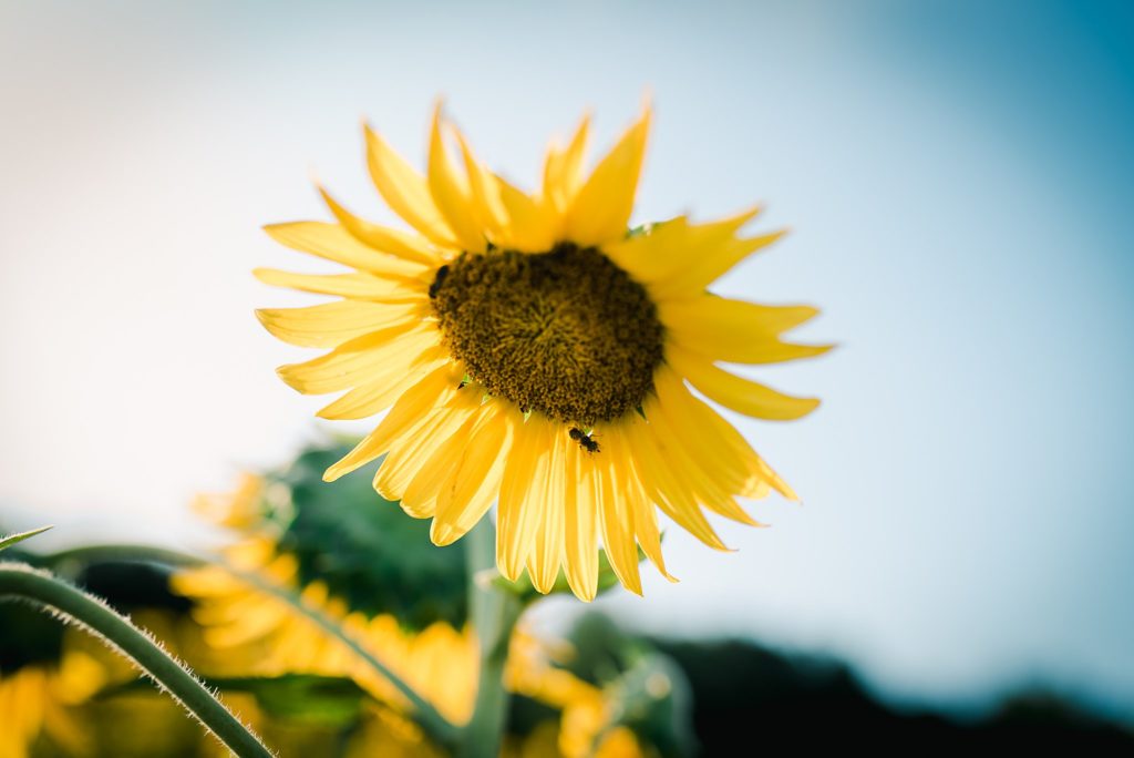 sunflower fields photo session